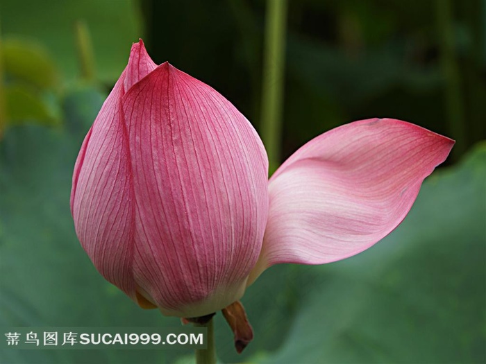 高清晰唯美莲花素材图片