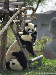 可爱的大熊猫摄影图片 可爱的大熊猫摄影图片