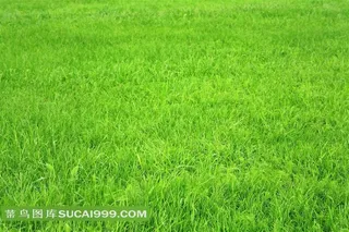 绿草地素材