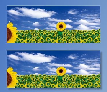 向日葵 蓝天白云  背景素材