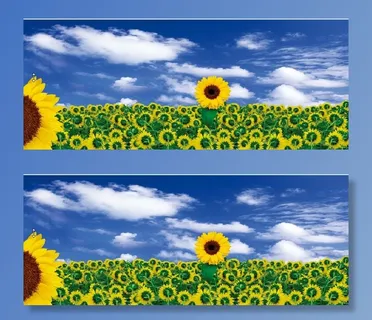 向日葵 蓝天白云  背景素材