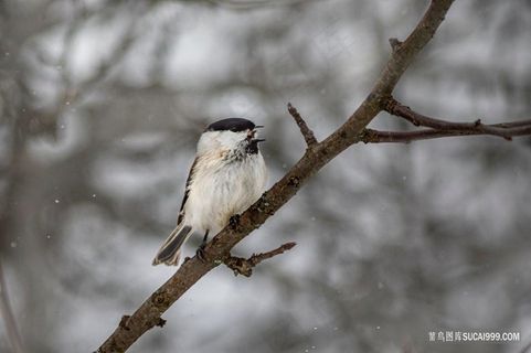 冬天里可爱的小鸟图片