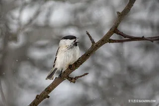冬天里可爱的小鸟图片