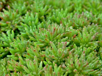 绿色多肉盆栽植物图片 绿色多肉盆栽植物图片