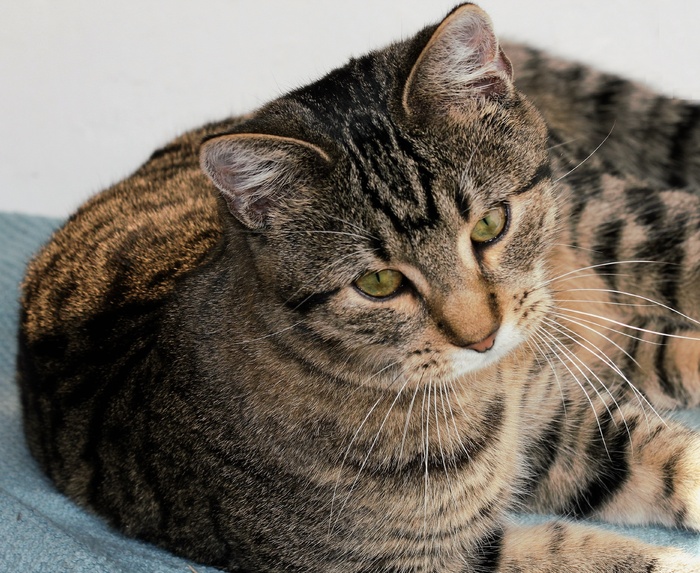 可爱萌猫咪摄影图片