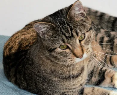 可爱萌猫咪摄影图片