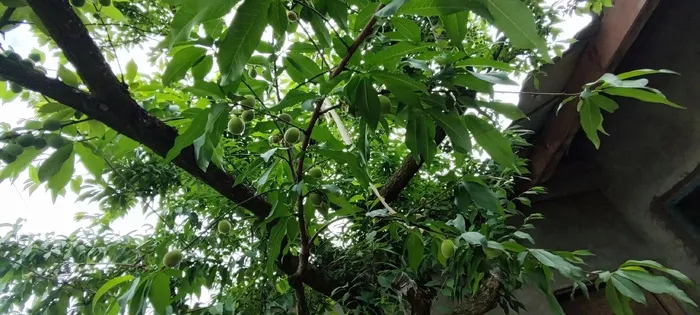 高清李子树大图