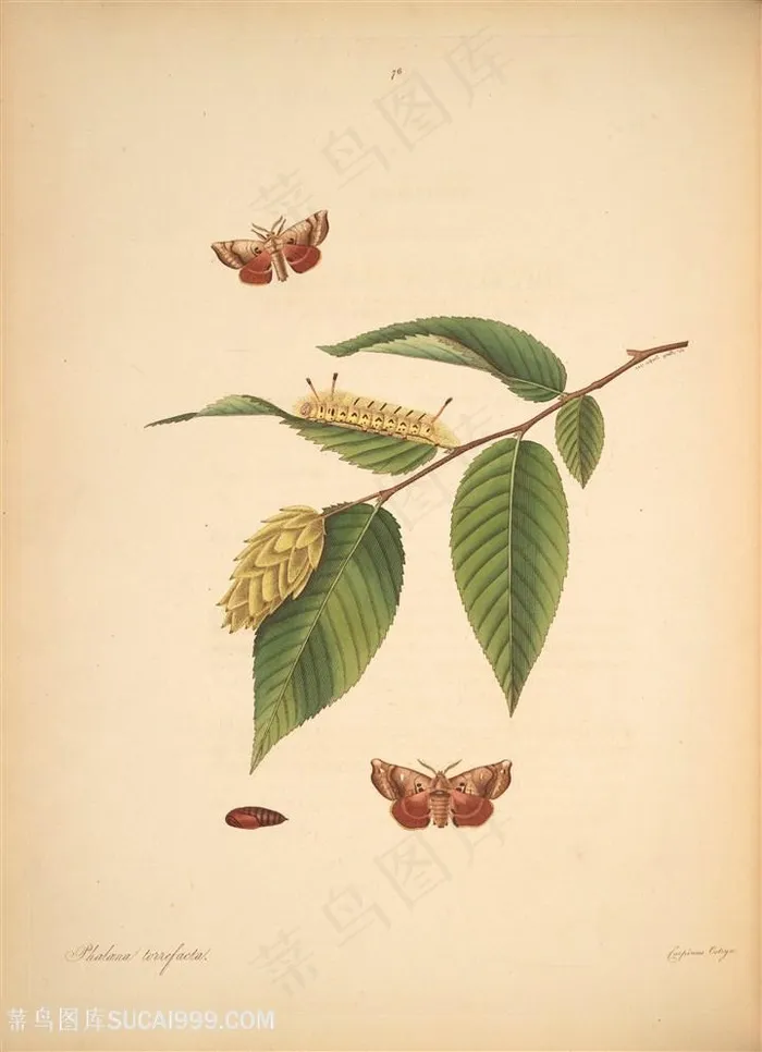 蝴蝶植物树叶花枝图谱