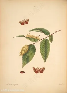 蝴蝶植物树叶花枝图谱