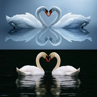 白天鹅高清图片 白天鹅高清图片