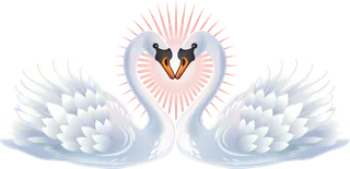 卡通白天鹅素材