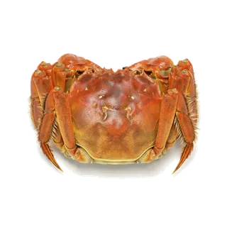 螃蟹(42)海鲜超市商品红酒白底图免抠实物摄影png格式图片透明底