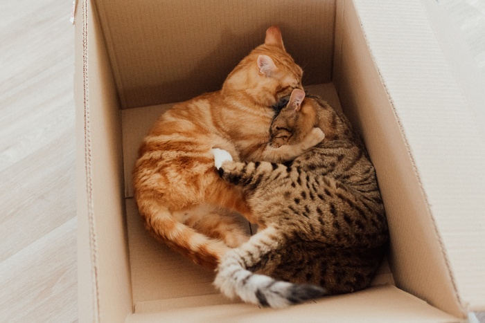可爱猫咪猫猫摄影素材