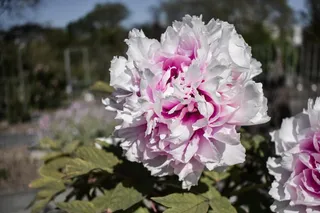 淡粉色牡丹花朵图片