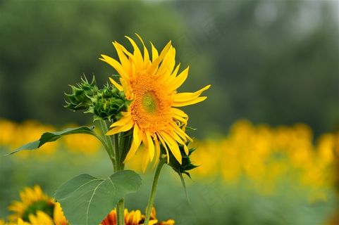 生机勃勃的向日葵摄影素材 生机勃勃的向日葵摄影素材