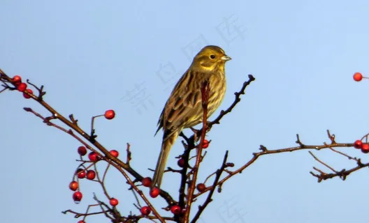 树枝上的小鸟图片