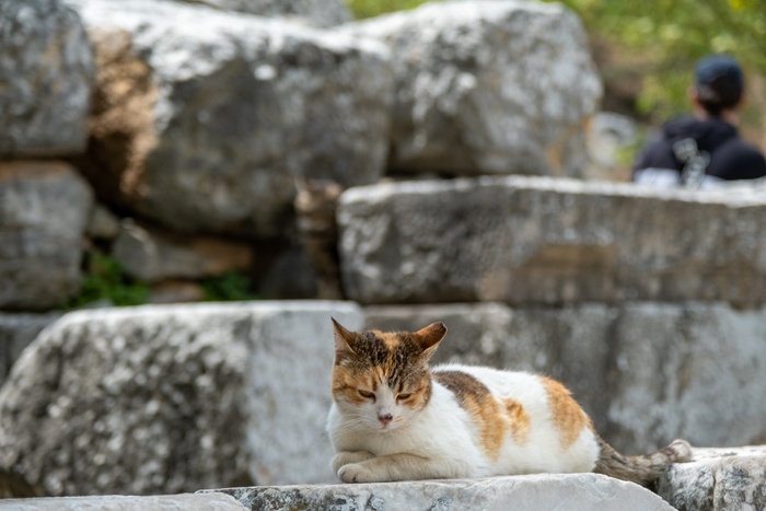 可爱猫咪猫猫摄影素材