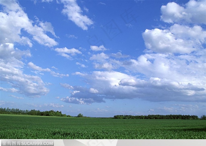 美丽天空-白云下绿油油的麦地