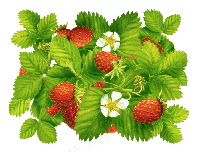 手绘草莓元素