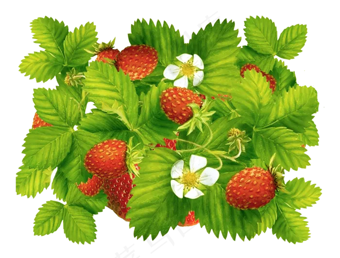 手绘草莓元素
