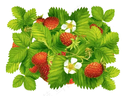 手绘草莓元素