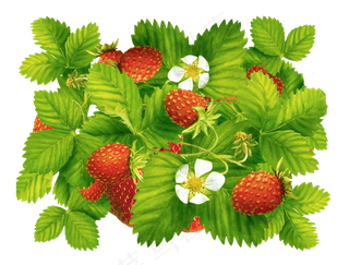 手绘草莓元素