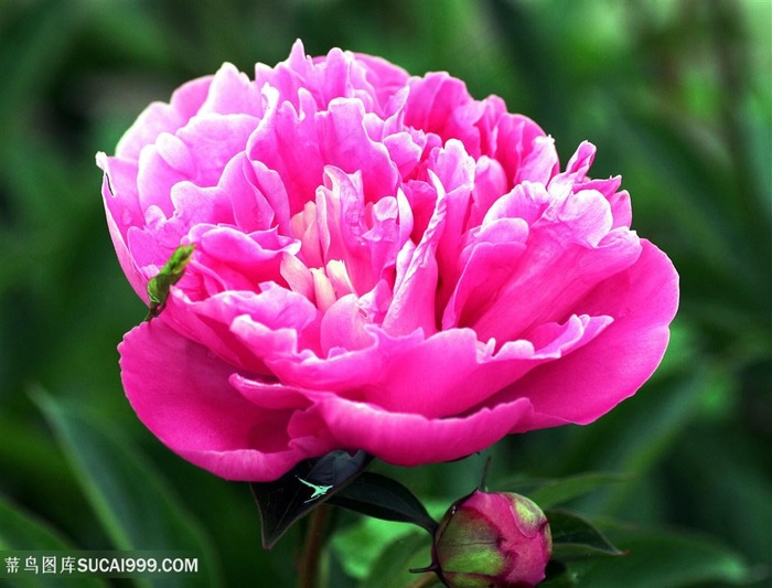 高清唯美粉色牡丹花摄影图片