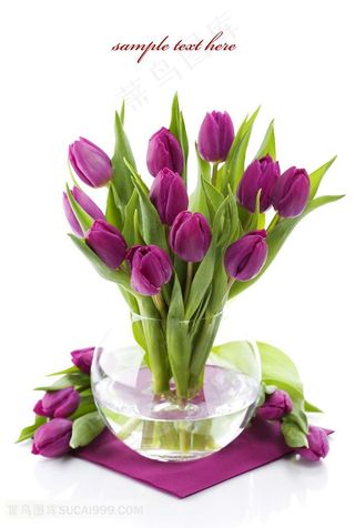 紫色郁金香图片