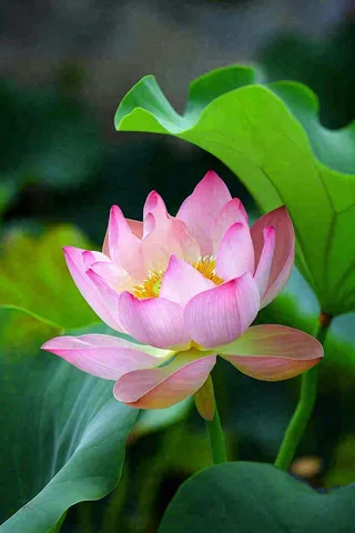 中国风夏日荷花荷叶大气特写摄影，大暑小暑夏至摄影图