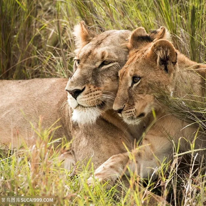 唯美野生动物头靠头的温暖狮子图片