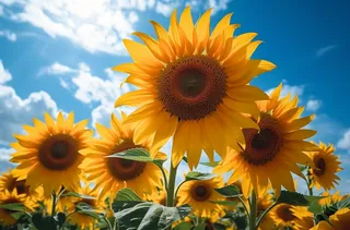 晴天的向日葵田的照片明亮的颜色，黄色向日葵摄影图