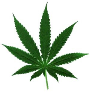 大麻PNG免抠(300x306)