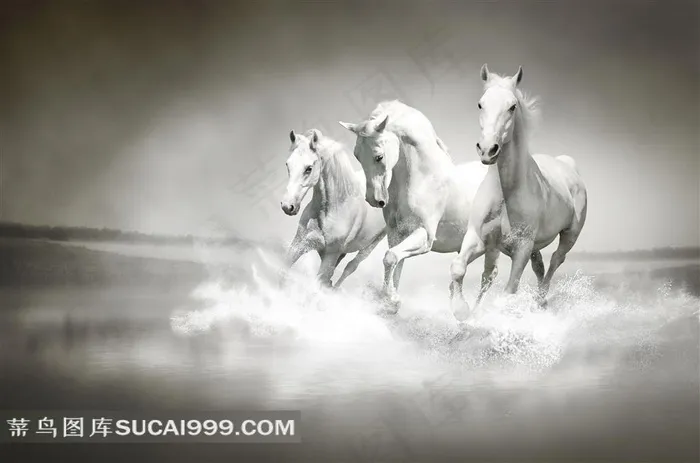 快马系列 - 美丽的马群