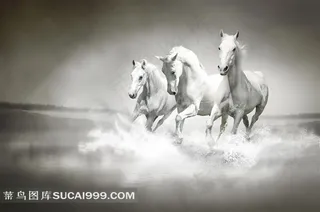 快马系列 - 美丽的马群