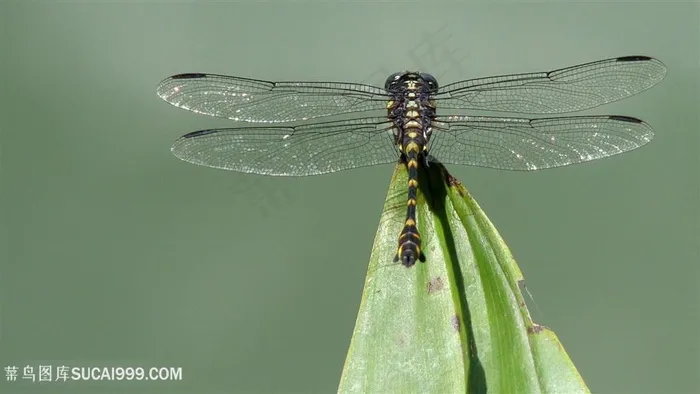 蜻蜓莲藕壁纸