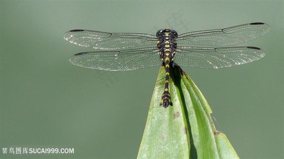 蜻蜓莲藕壁纸