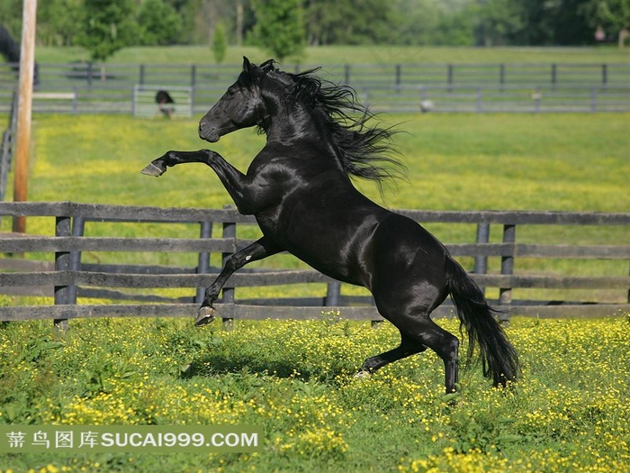 跳跃的黑马摄影素材