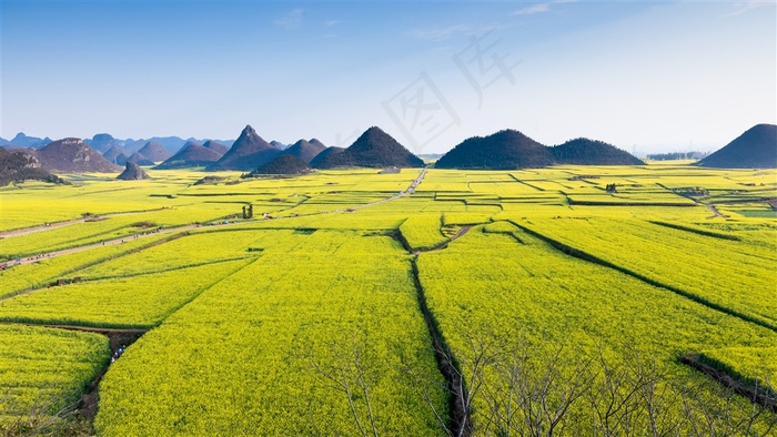 唯美油菜花图片田园风光