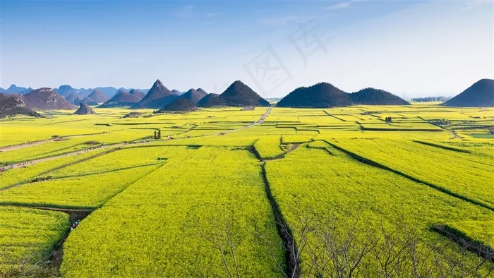 唯美油菜花图片田园风光