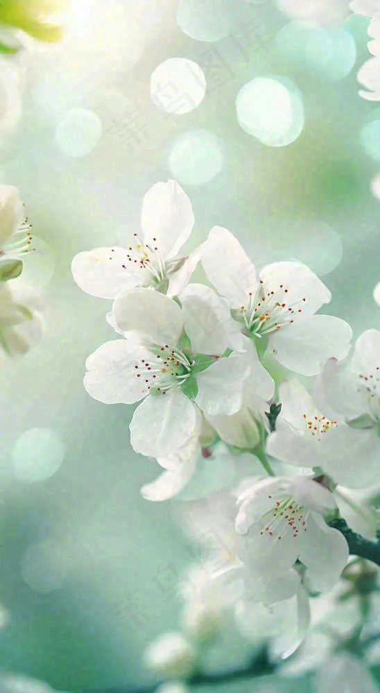 春天白色的樱花花朵开满枝头立春惊蛰春分摄影图(816x1488)