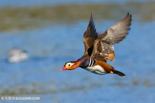 飞行的鸳鸯图片