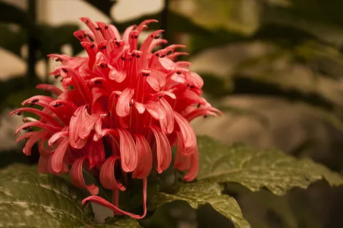 花朵 花束 植物 素材 (152)