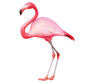 粉红色火烈鸟