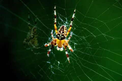 户外蜘蛛知网图片