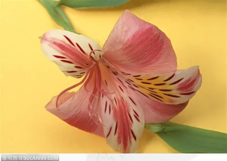 插花艺术-倒放的百合花