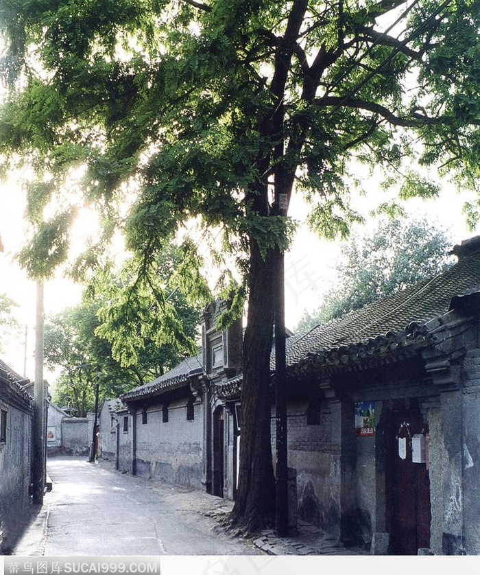 古老北京印象-大树和胡同街道