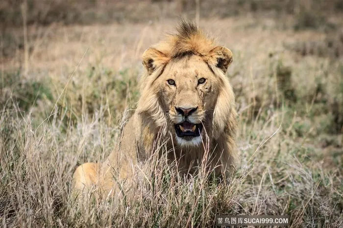 凶猛的野外雄狮素材