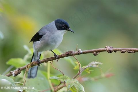 看着地上的黑头奇鹛鸟类图片