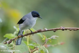 看着地上的黑头奇鹛鸟类图片
