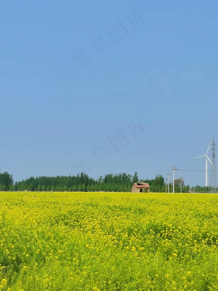 如画的油菜地